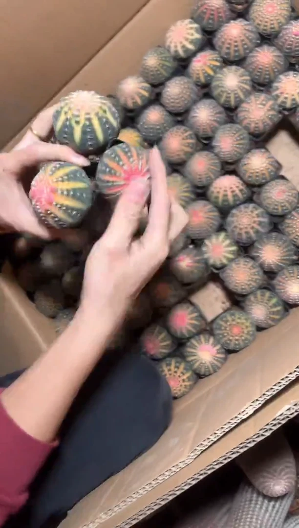 4颗 实生根 拉根锦 4-6cm