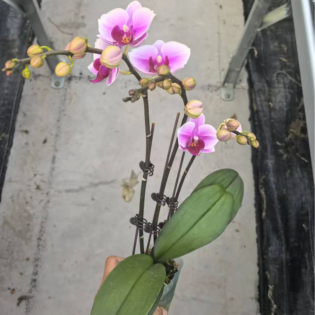 第三名蝴蝶兰客厅大堂摆放