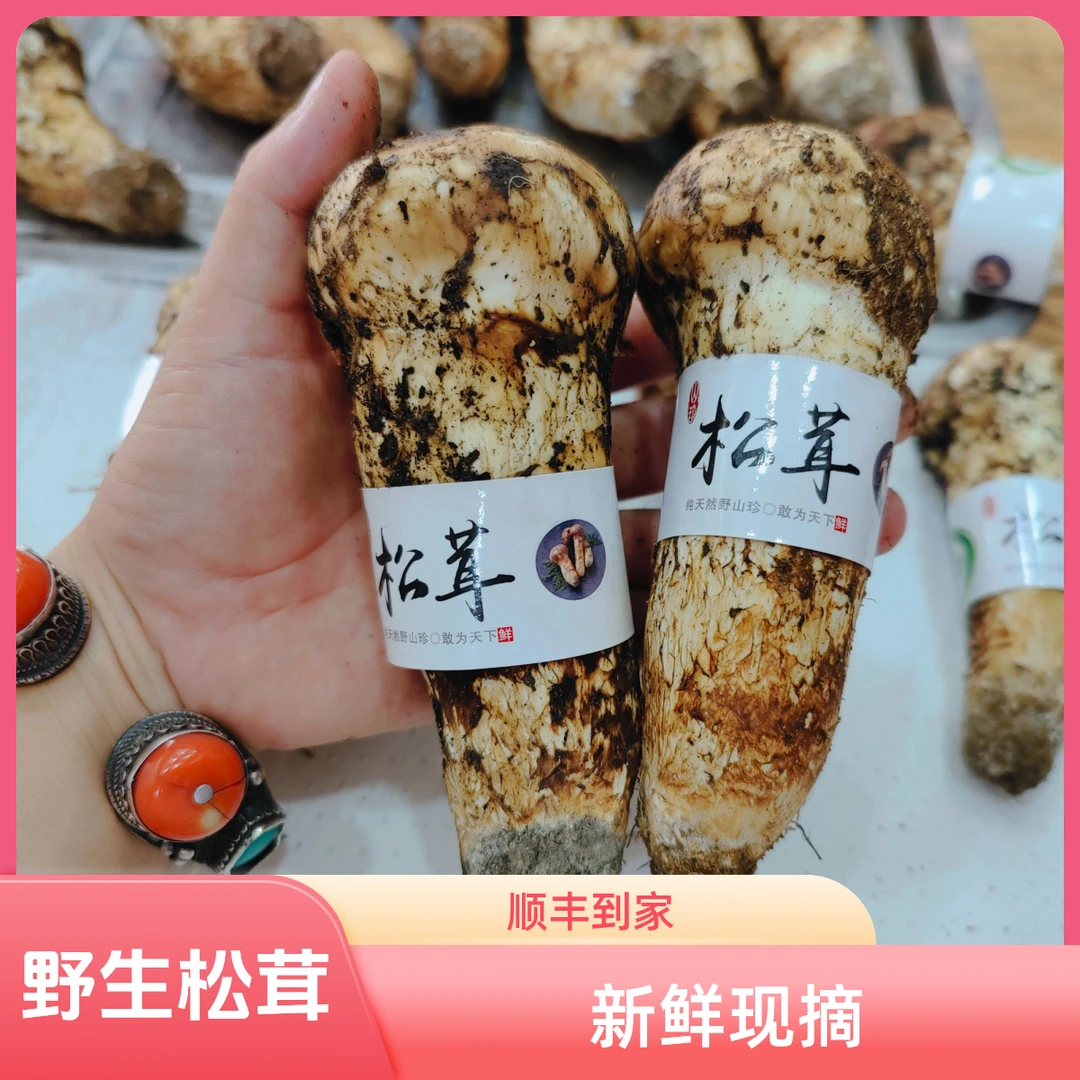 【高原特产】野生松茸正宗松茸菇松茸菌新鲜采摘现摘现发顺丰到家
