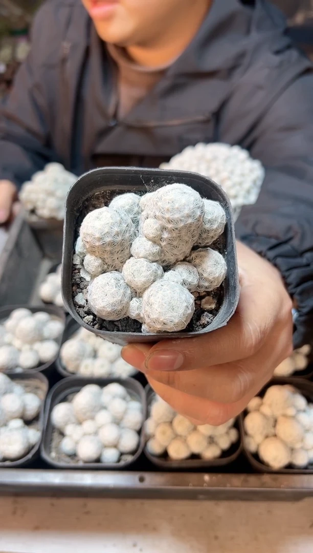 【闪购商品】自根姬春星6.5公分