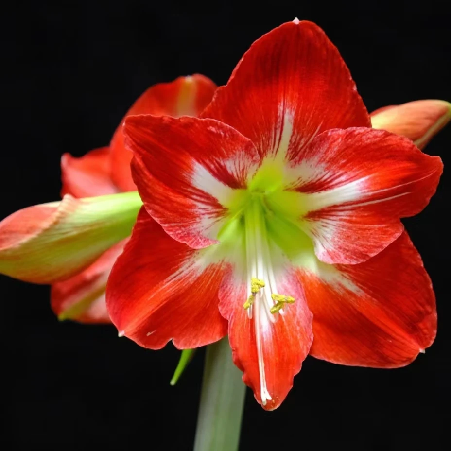 鸡尾酒朱顶红南非进口种球重瓣花卉园艺植物