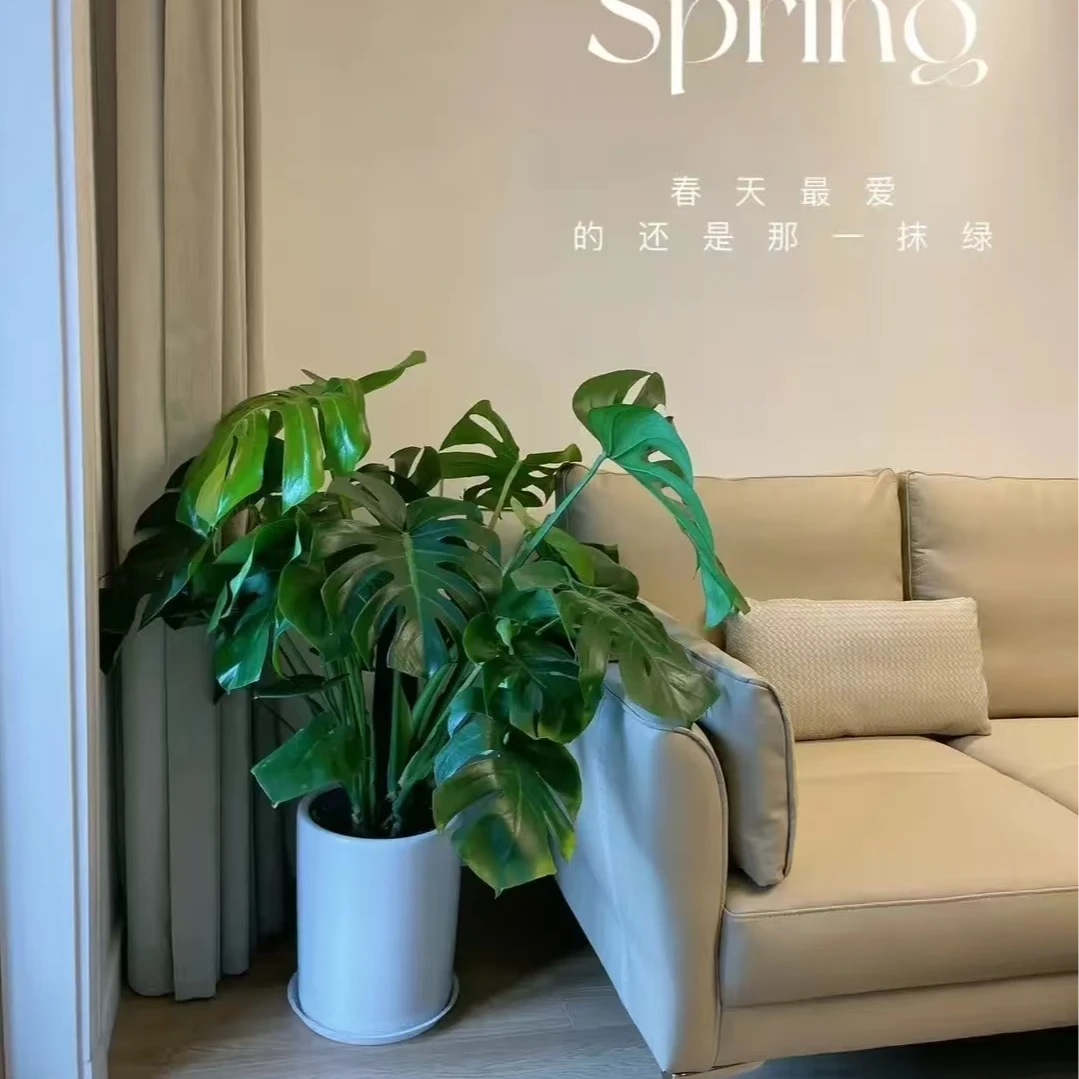 【超A类苗 基地直发】网红ins风绿植龟背竹净化空气美观环境加湿5