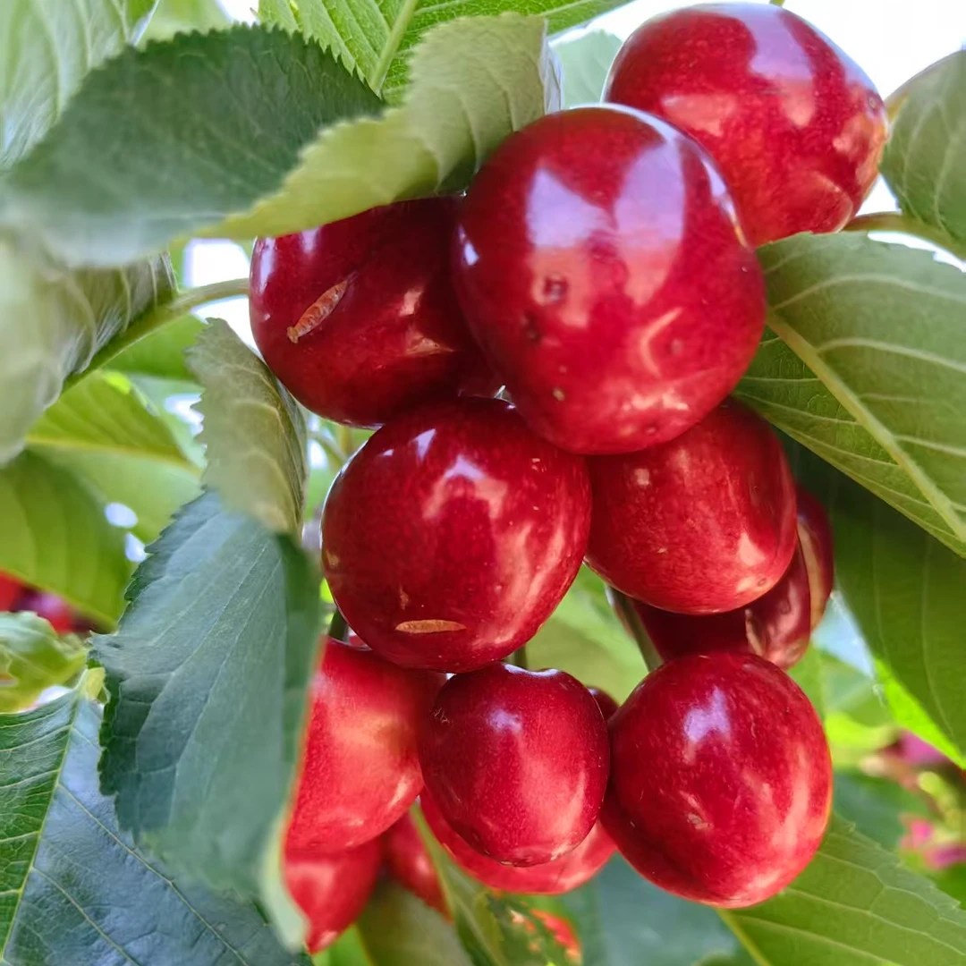 (顺丰包邮)天水胜利大樱桃车厘子