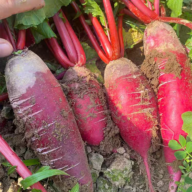 农家自种萝卜（纯代购不售后）