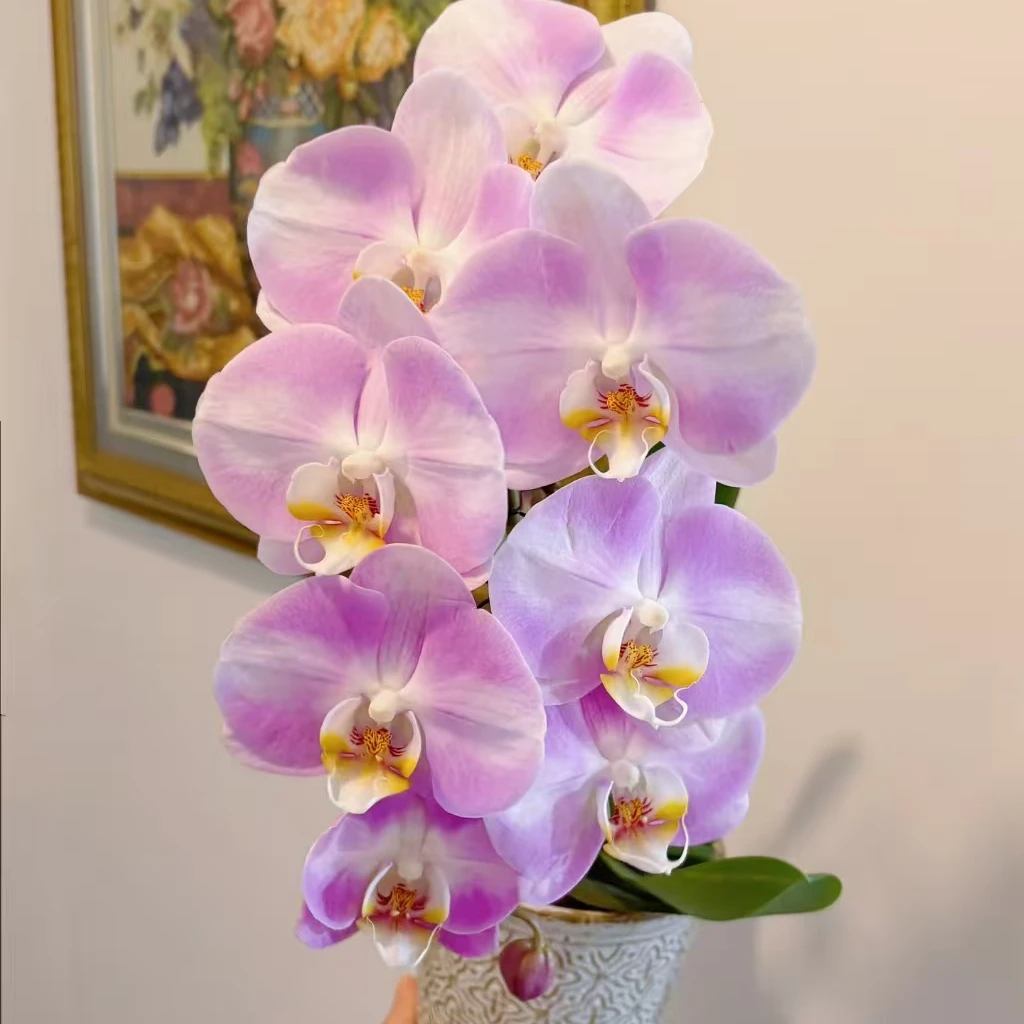【明星】3.5加高杯有花剑无花蝴蝶兰