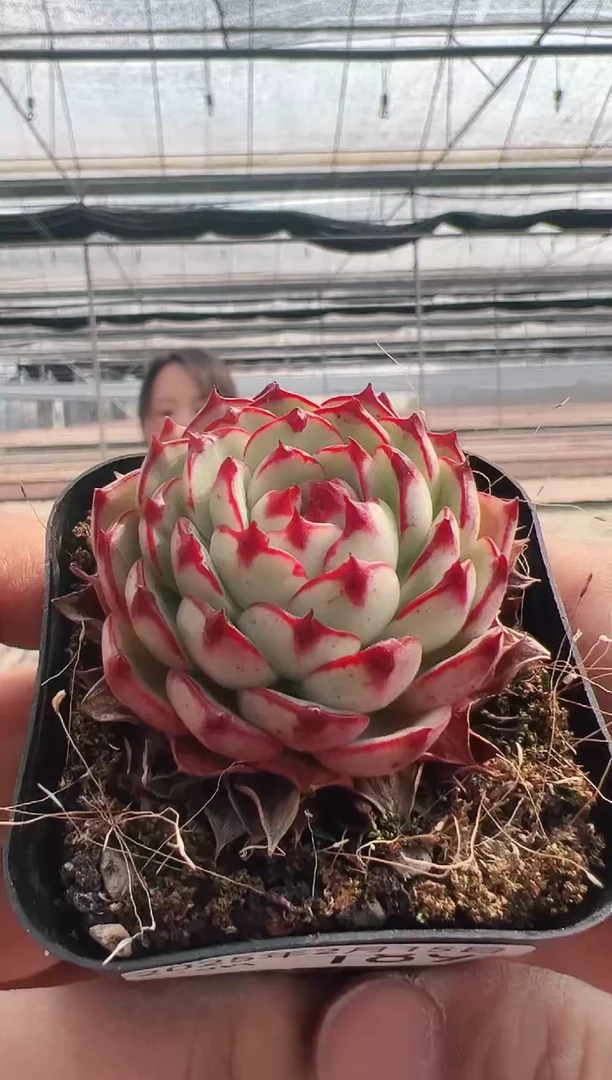 【闪购商品】新款多肉-189