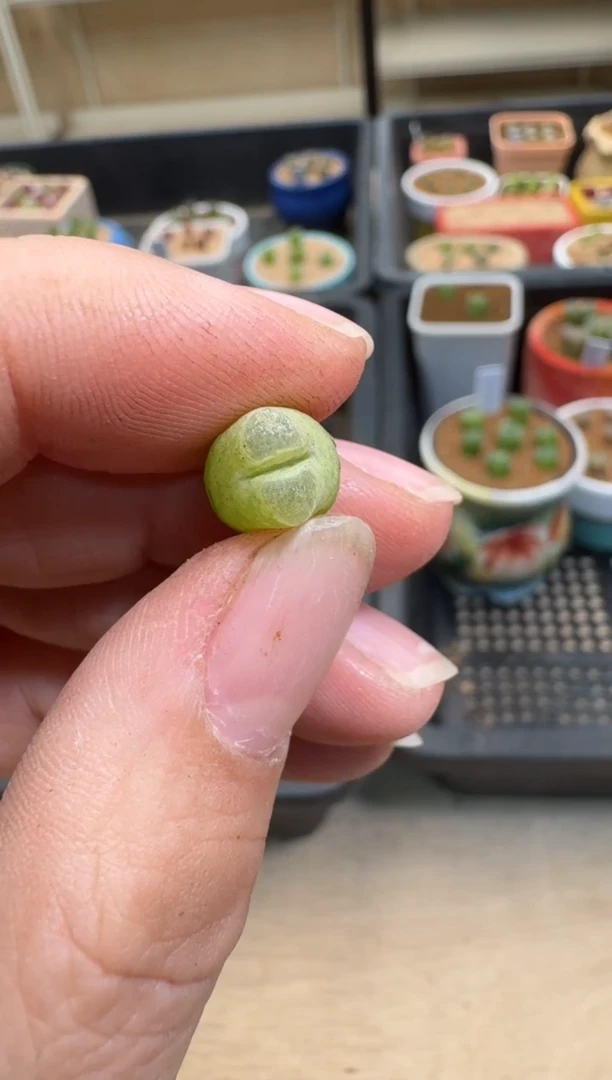 【闪购商品】7-604