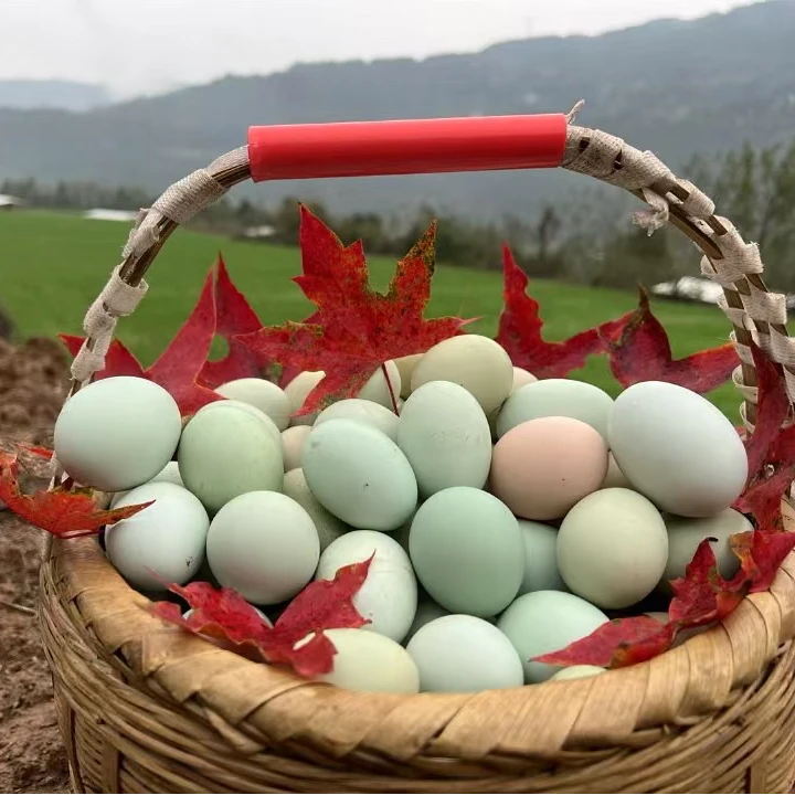 丰园小红农场山林散养绿壳土鸡蛋（纯粮喂养+野果辅食+有机认证）