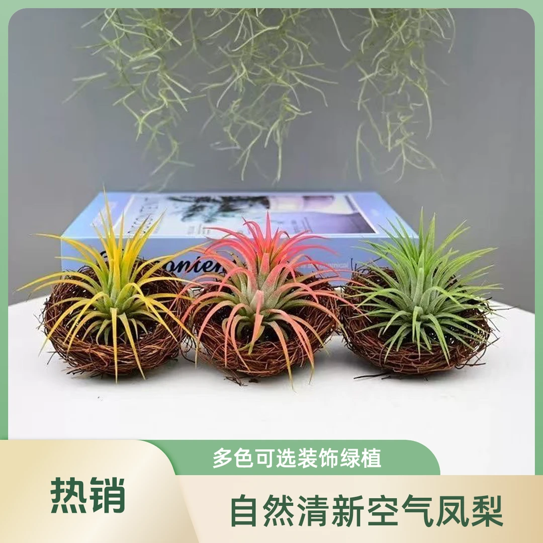红黄绿鸟窝套餐空气凤梨绿植观叶无土栽培净化空气室内装饰植物
