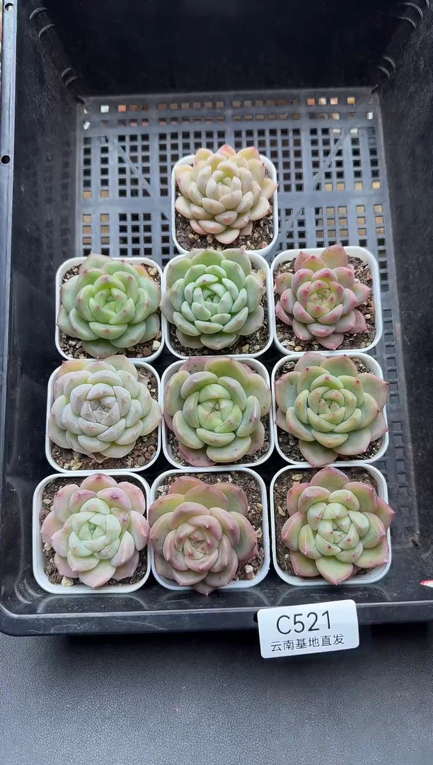 珍妮杂交多肉C521