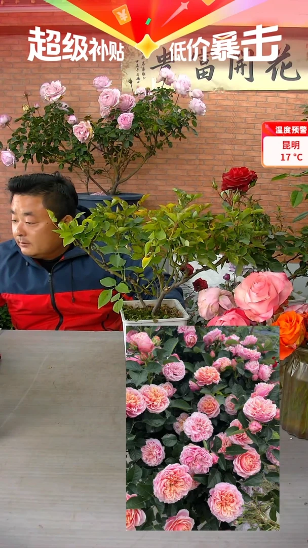 当前无花朵，栽培后可花朵星楚