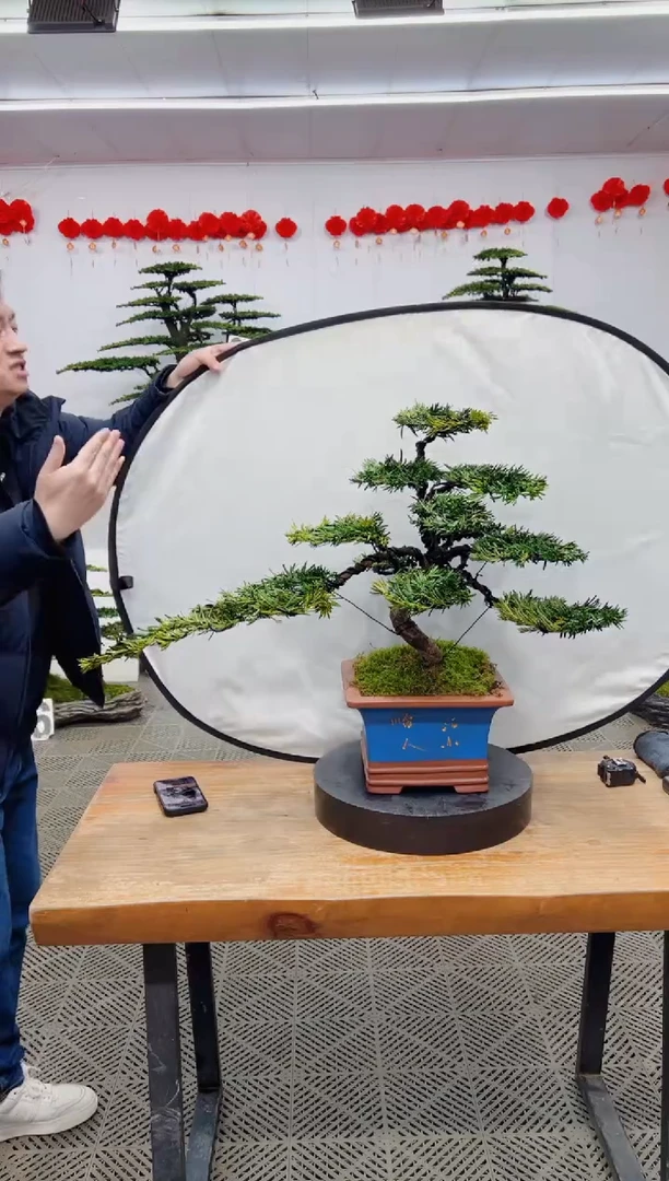 【闪购商品】盆景盆景