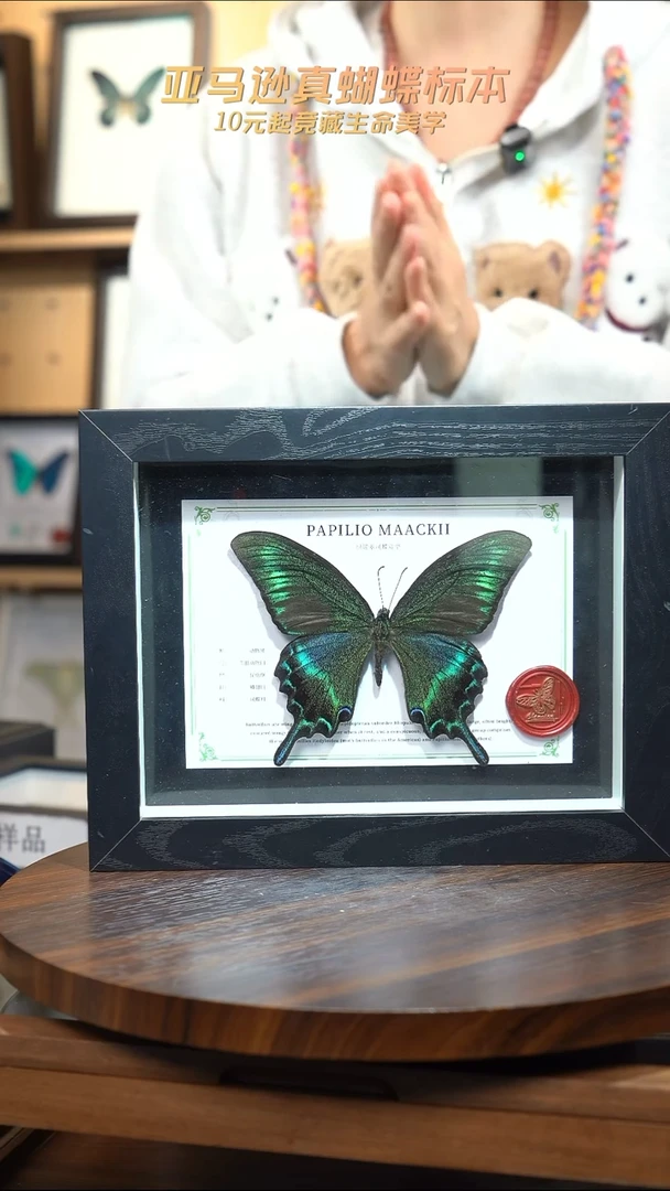 绿带翠凤蝶夏型8寸黑框国风版