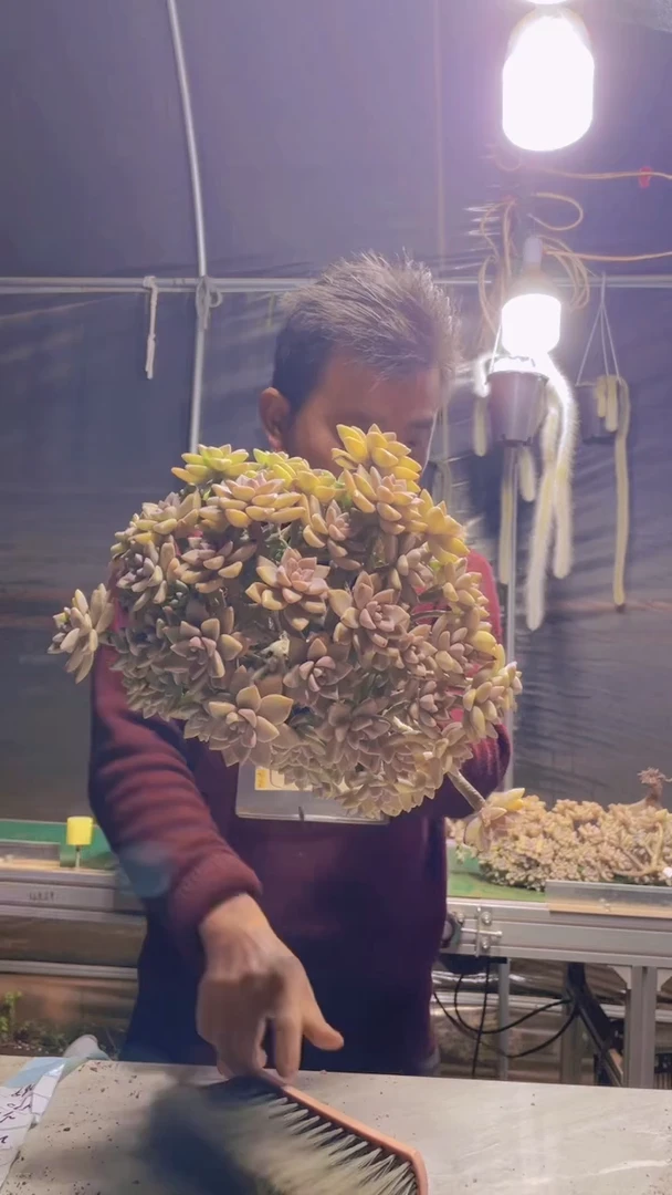 269淡雪缀化一物一拍