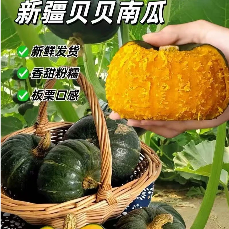 【顺丰水果快运次日到家】新疆沙漠正宗贝贝南瓜贝贝南瓜新疆维吾尔自治区