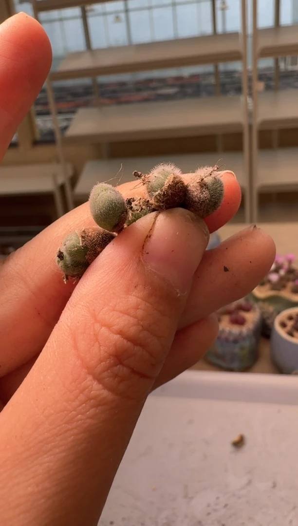 28-78多肉植物肉锥毛球