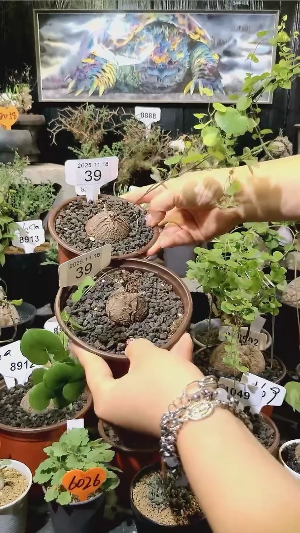 39号1118福利南非龟甲龙买一送一