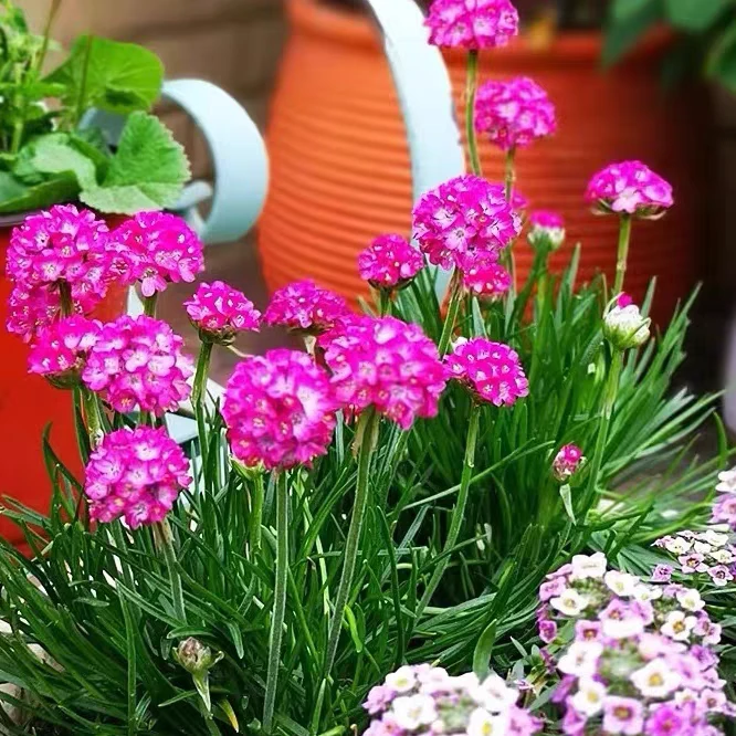 海石竹耐寒盆栽阳台花卉植物四季开花易养好活