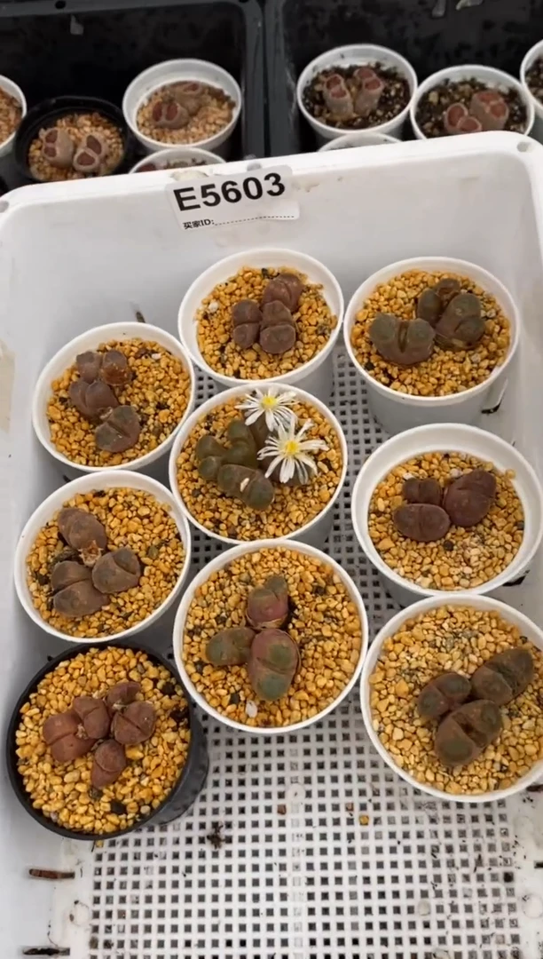 5603直播一物一拍