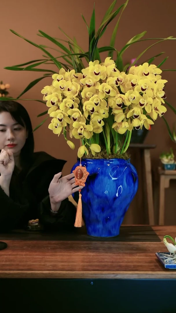 【闪购商品】盆景金玉满堂拱兰 蓝