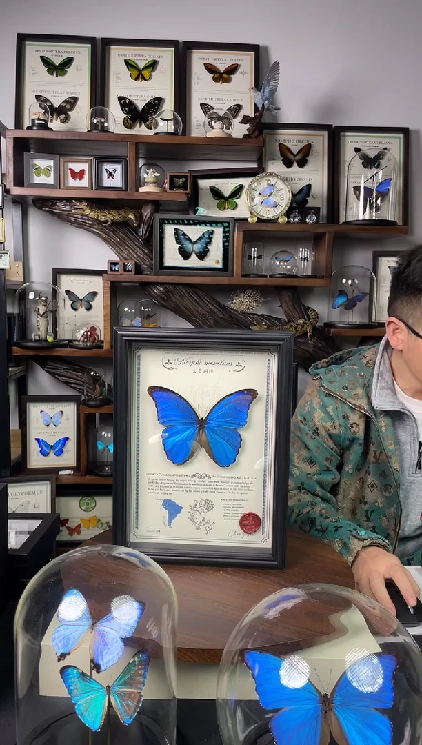 大蓝闪蝶-豪华版【A4欧式框】