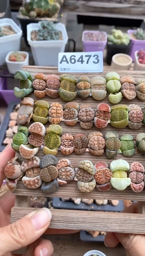 【闪购商品】6473直播一物一拍