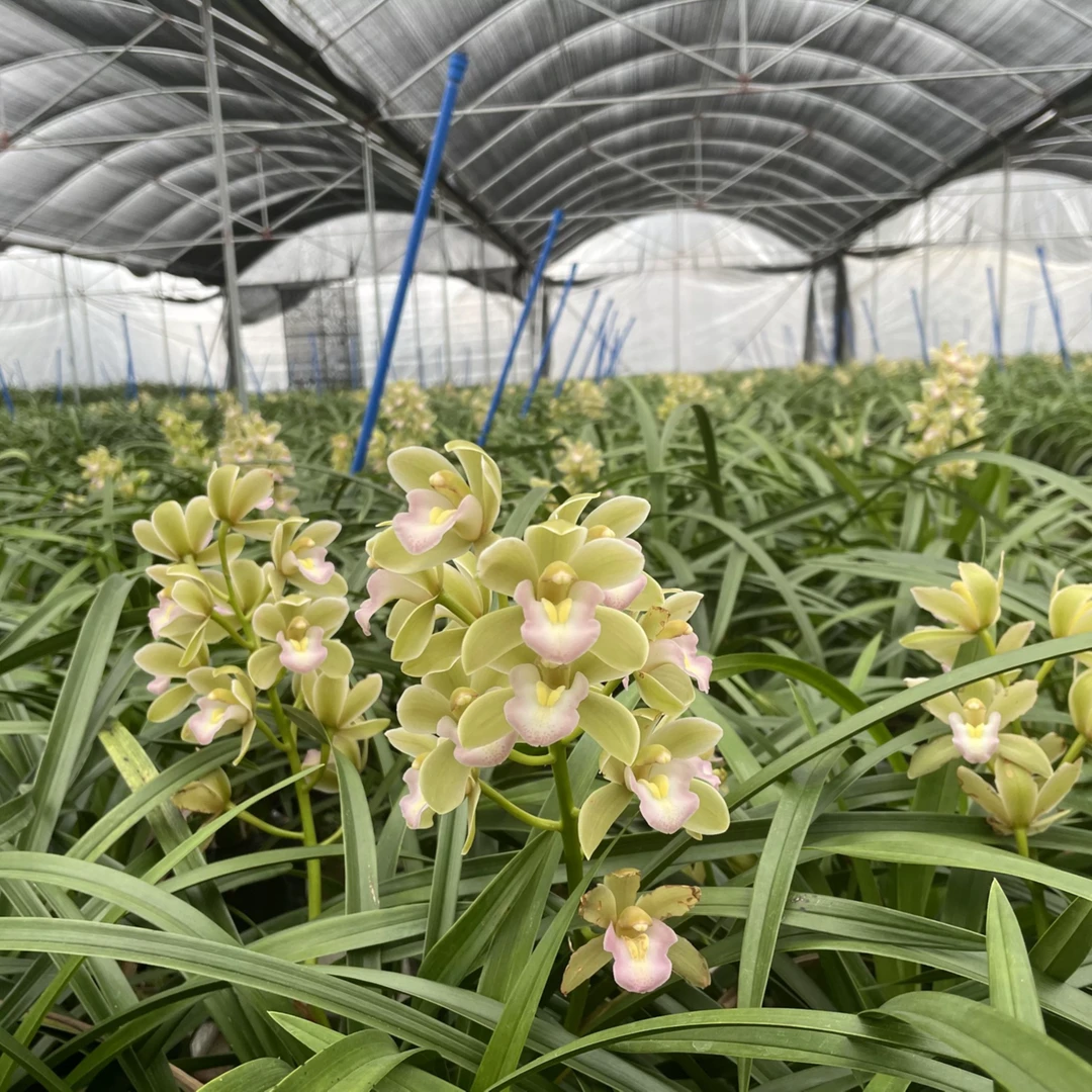 翡翠香水香兰【2-4花起发货】建兰四季兰基地直销绿植物兰草花卉
