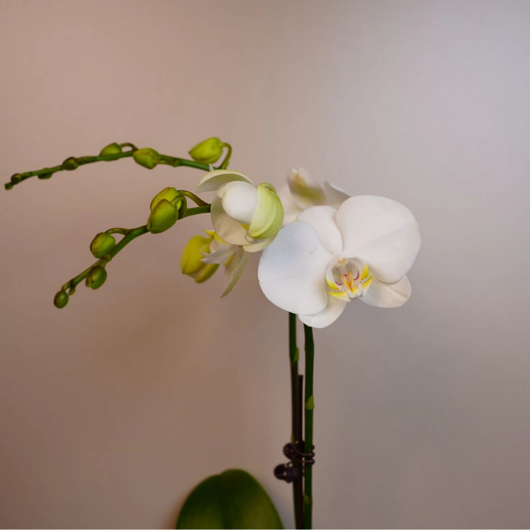 朝暮里蝴蝶兰（李白3.0寸）双 带花带花苞开花珠发货