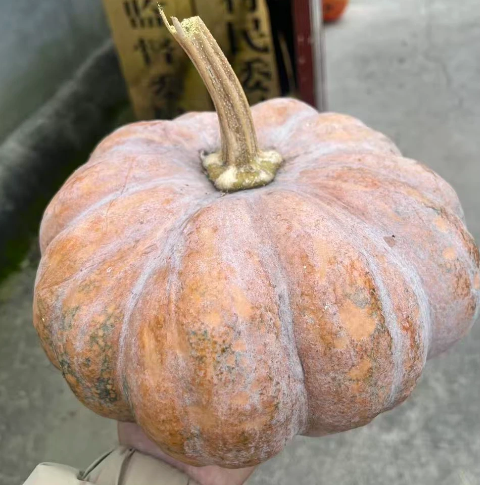 本地大倭瓜 老乡自家种植老品种倭瓜
