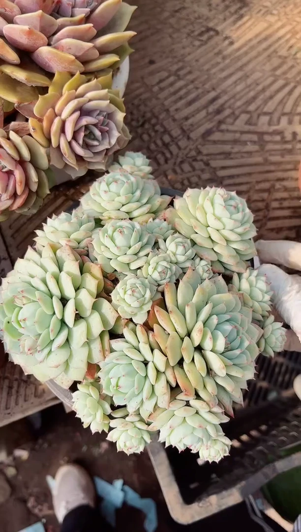 【闪购商品】23322