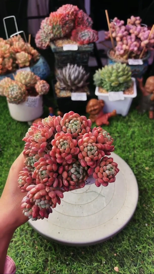 昆明印象多肉12851