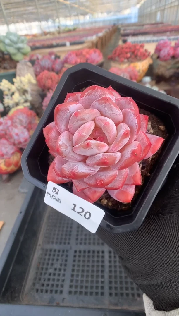 120雪天使一物一拍