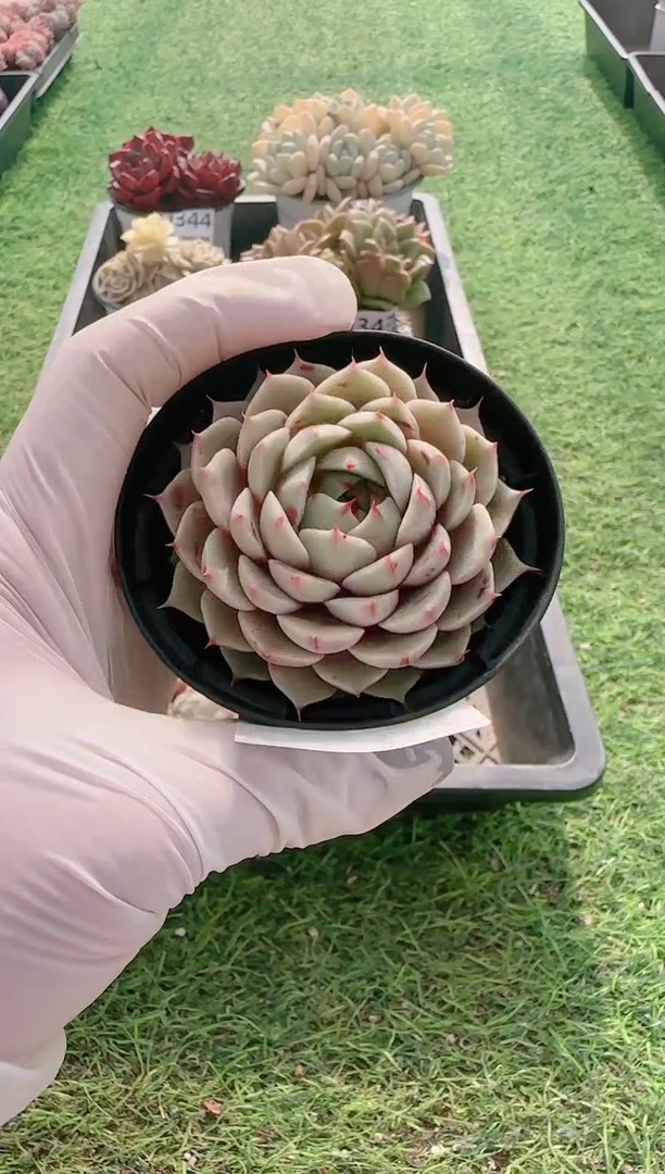 【闪购商品】梦会多肉一物一拍