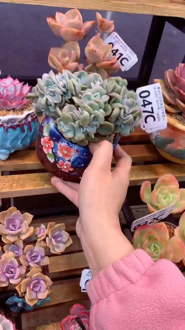 047C（一物一拍实付满28发货，默认不带盆土）