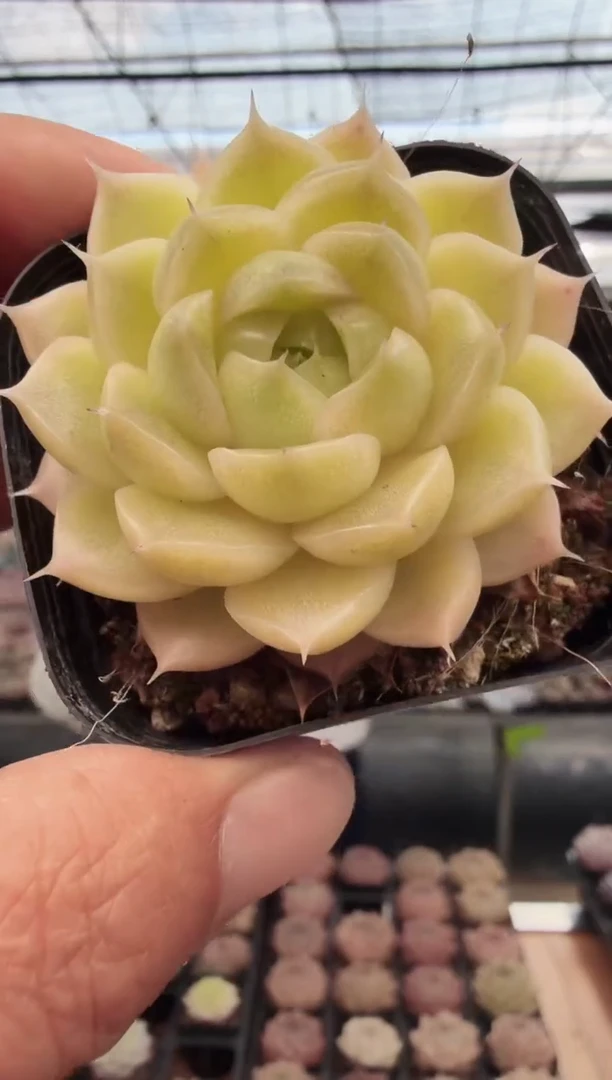 东云多肉园新款-64