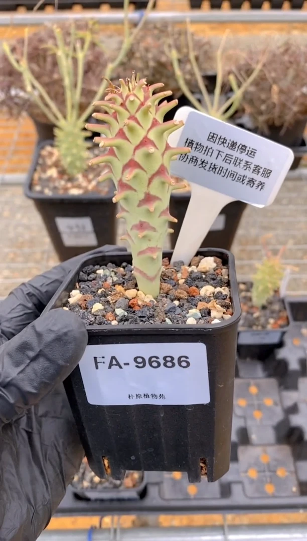 【闪购商品】粒藻大戟FA-9686