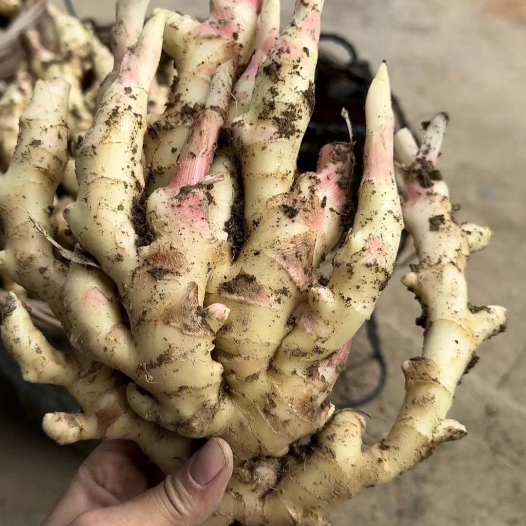 泰顺高山农家新鲜现挖红芽嫩姜