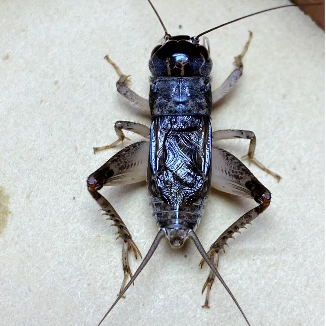 精品纯血仿秋蟋蟀