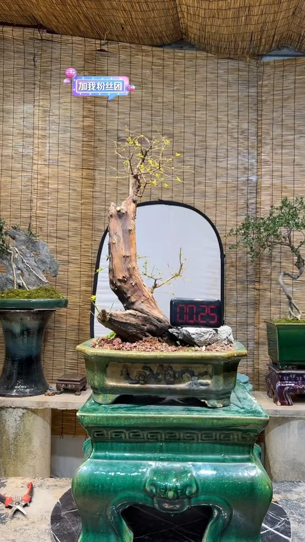 【闪购商品】盆景盆景