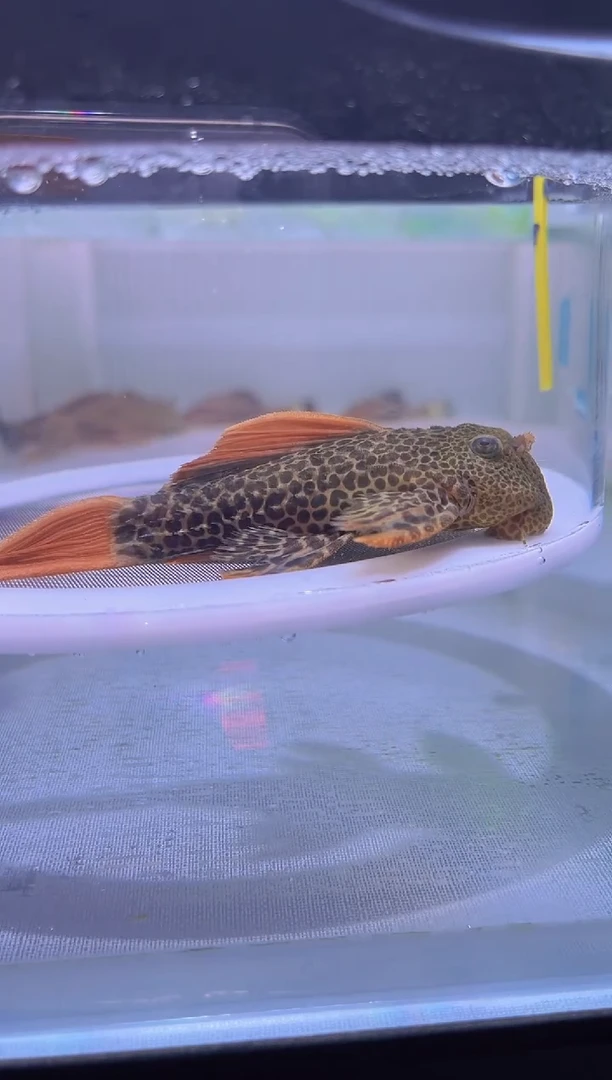 清道夫10+ 不包入缸损 短头23