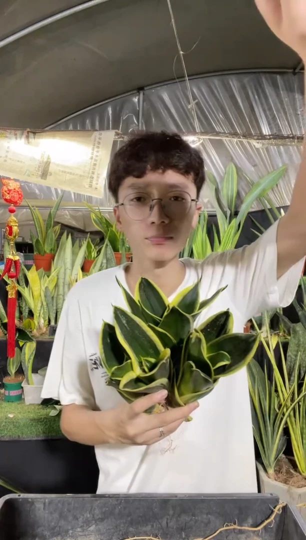 宝塔金荷花裸根4棵9.99