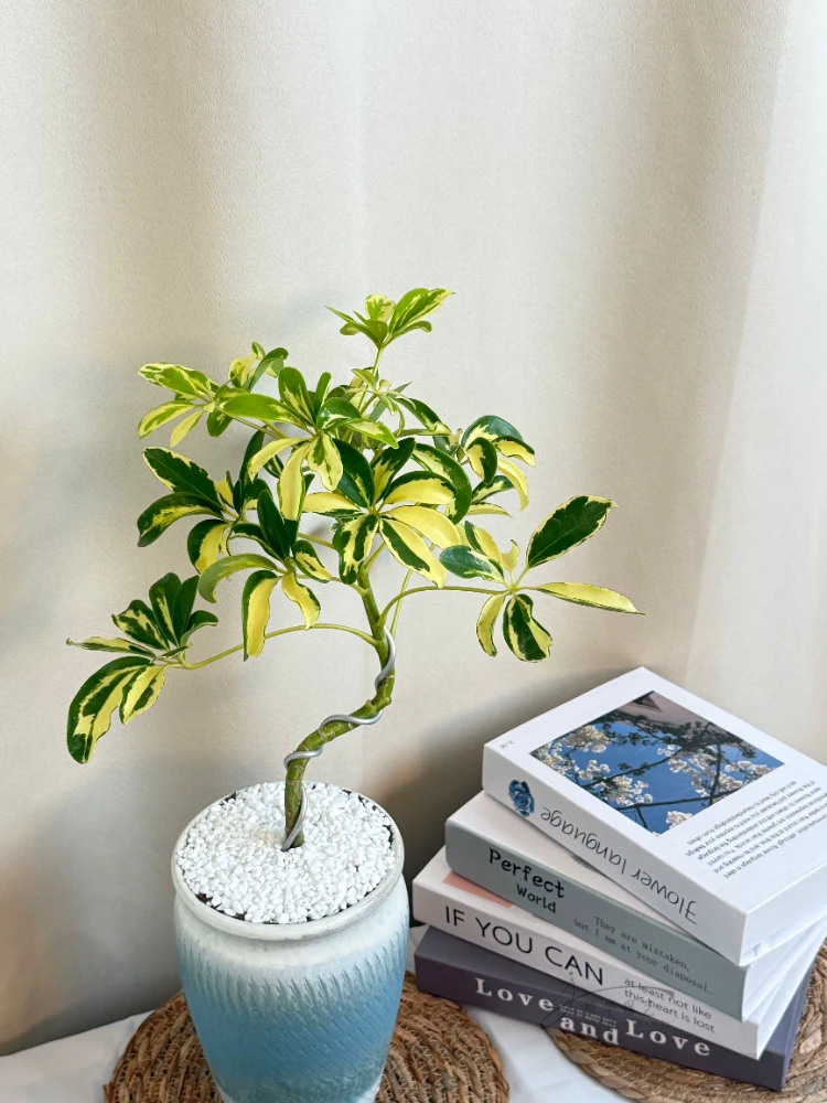 【敏华优选】八方来财花巴叶绿植盆景盆栽室内ins风氛围感