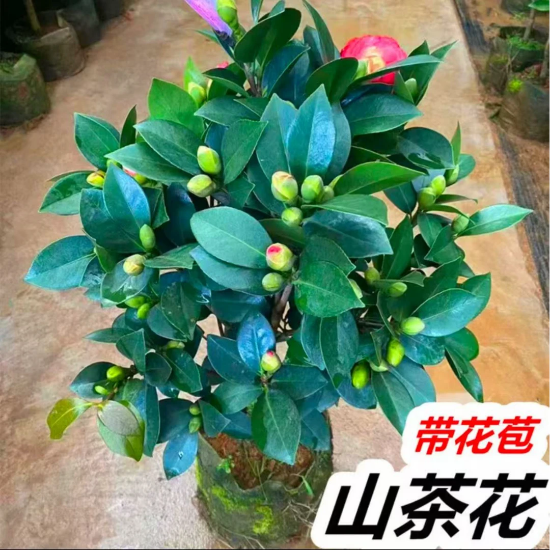 精品红茶花红赤丹茶花四季常青当年开茶花带花苞大红阳台原盆