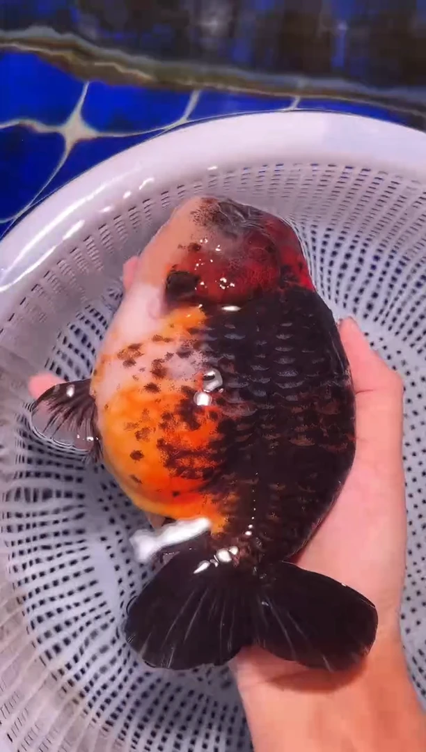 金鱼（运费自理，马印灯照射）福州追鱼兰寿金鱼