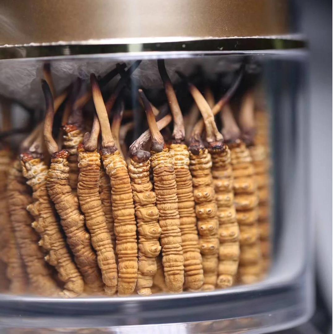 A（2.5条/克 精品）西藏那曲巴青小黄芽精品冬虫夏 产地直发