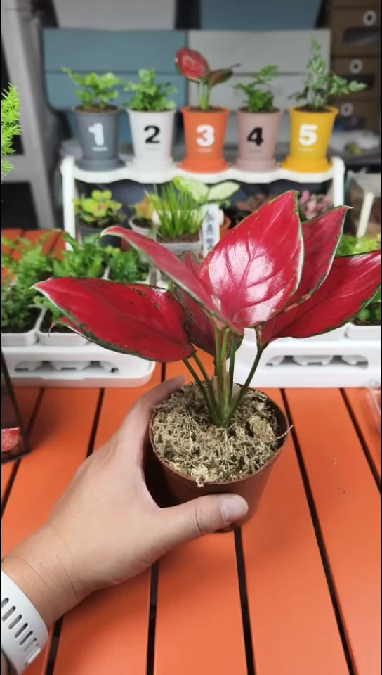 无花朵元宝得红颜