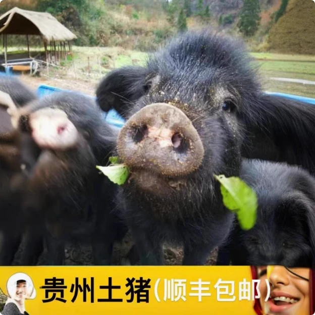 【顺丰冷链】 黑毛土猪、一物一拍