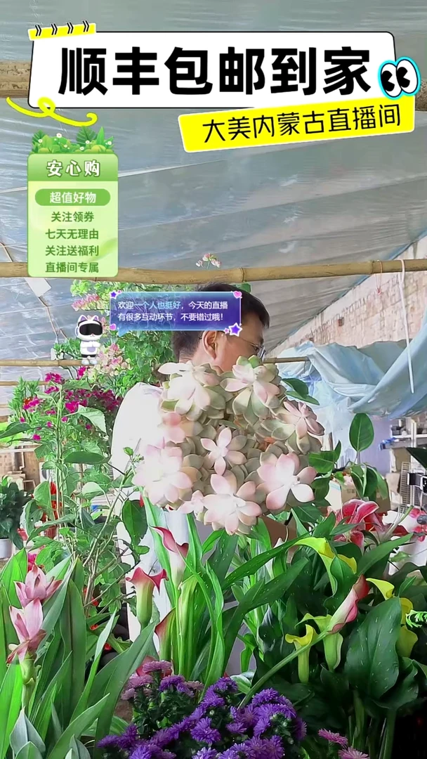 完全开放吹雪多肉