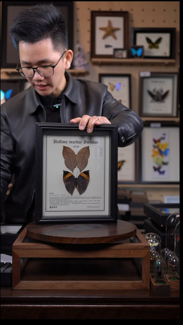 枯叶蝶中文科普10寸竖