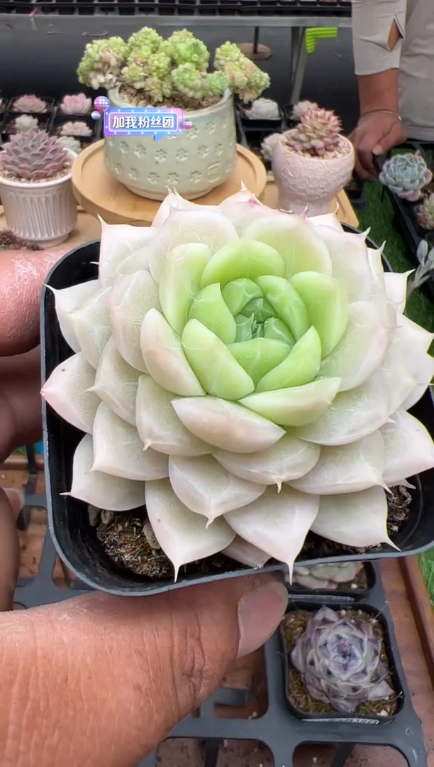 东云多肉园二店-195